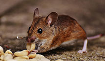 24 Hour & Emergency Exterminators in Brooklin, ME
